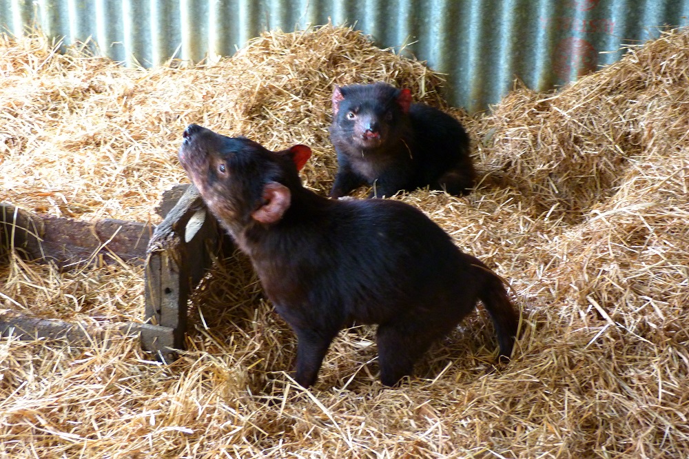 Tasmanian devil conservation park devil