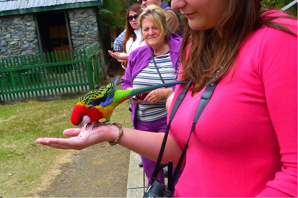 Tasmanian devil conservation park parrot