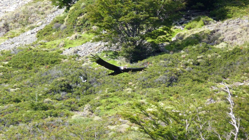 Torres del paine condor