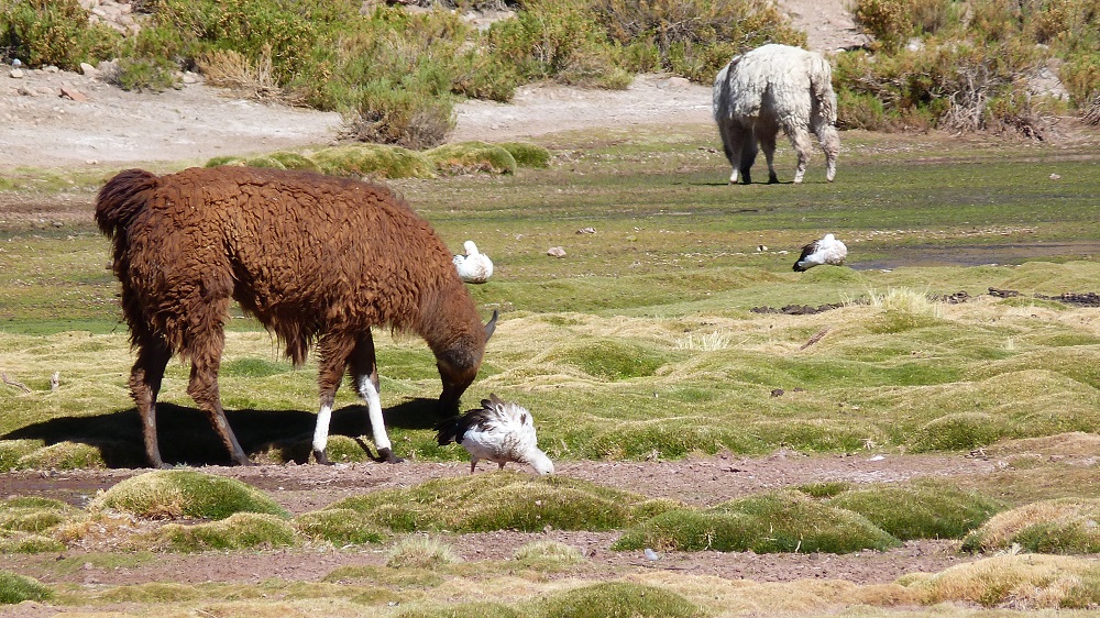 Machuca lamas