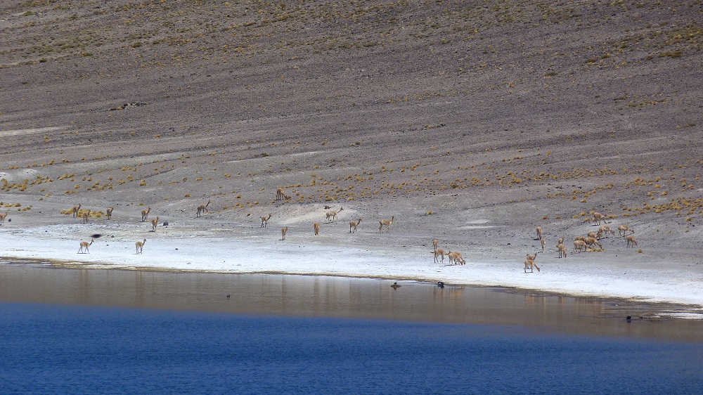 Vicunas laguna miniques