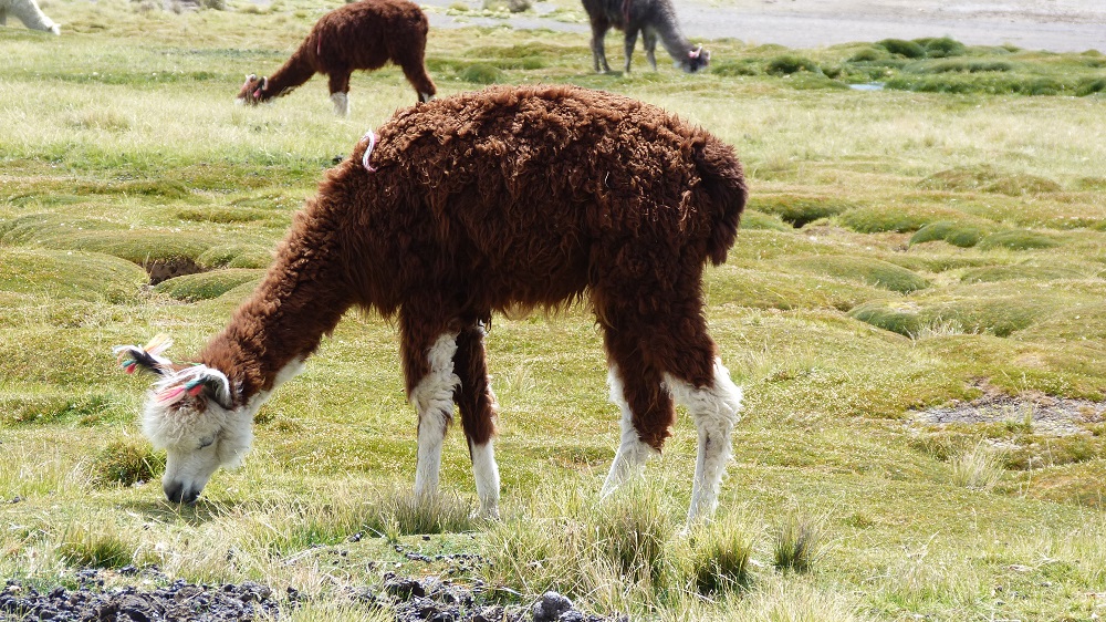 alpagas parinacota lauca