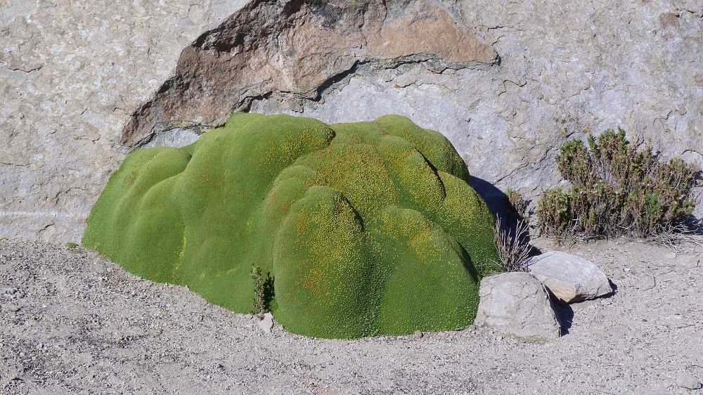 las cuevas llareta lauca