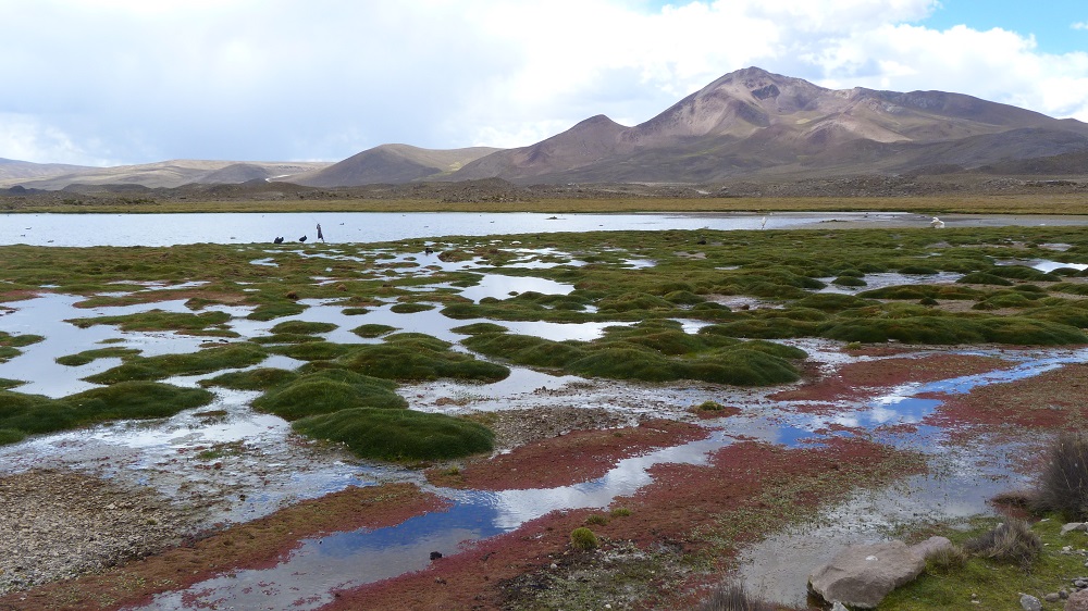 lauca parinacota