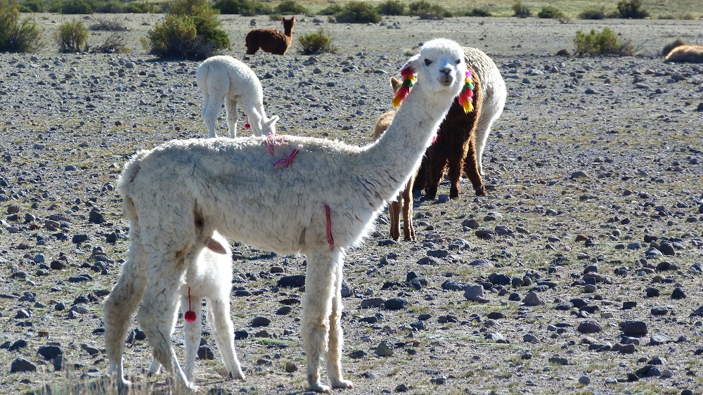 llama alpagas suri plaza