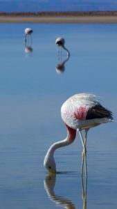 salar de atacama flamands roses