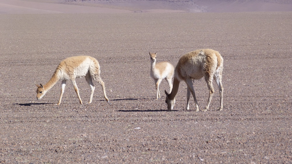 salar de tara vigogne