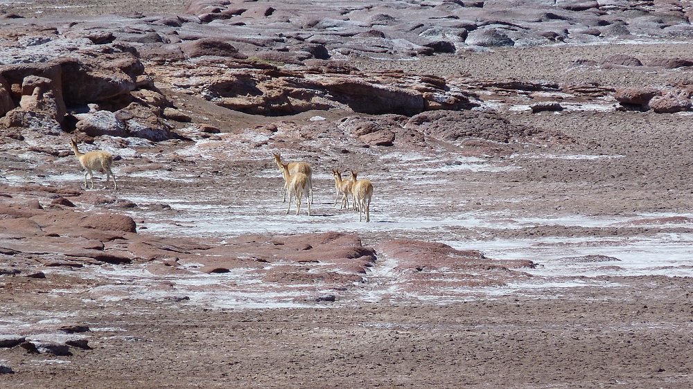 vicunas piedras rojas