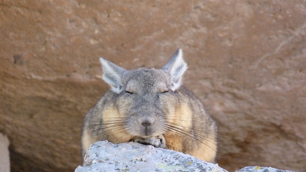 viscacha lauca