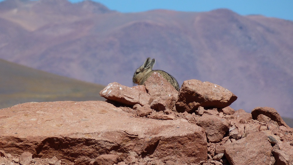 viscachas piedras rojas