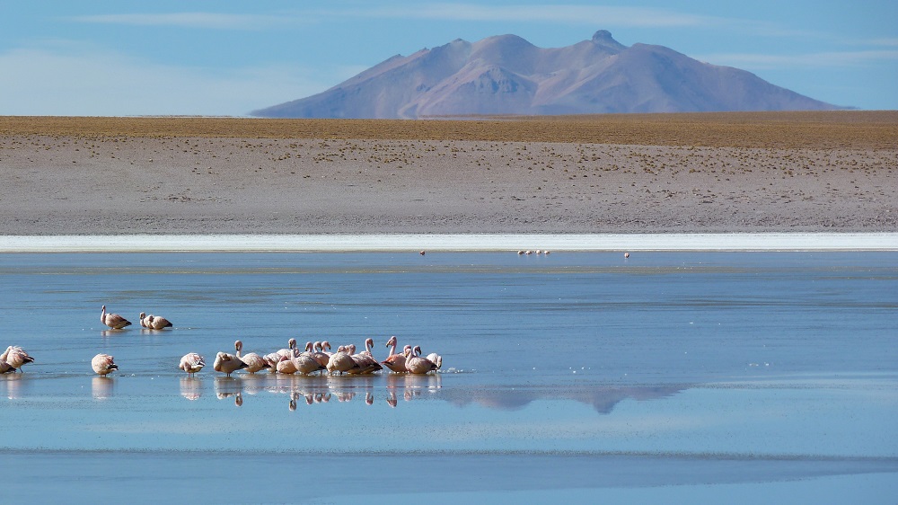 Laguna Hedionda lipez bolivie