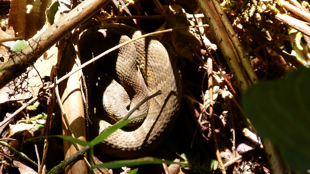 Serpent jungle parc national Amboro