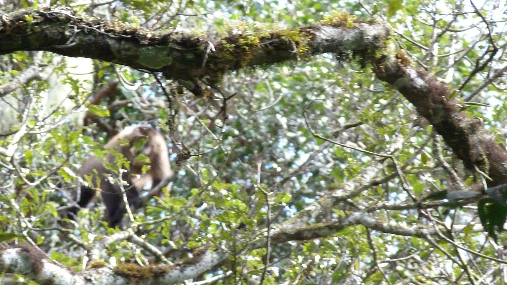 Singe parc national amboro