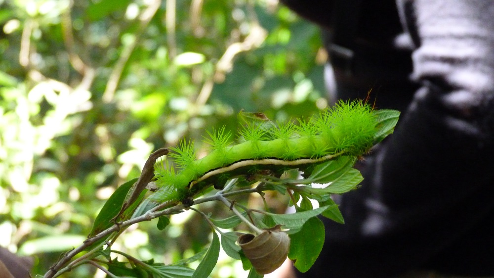 chenille parc national amboro