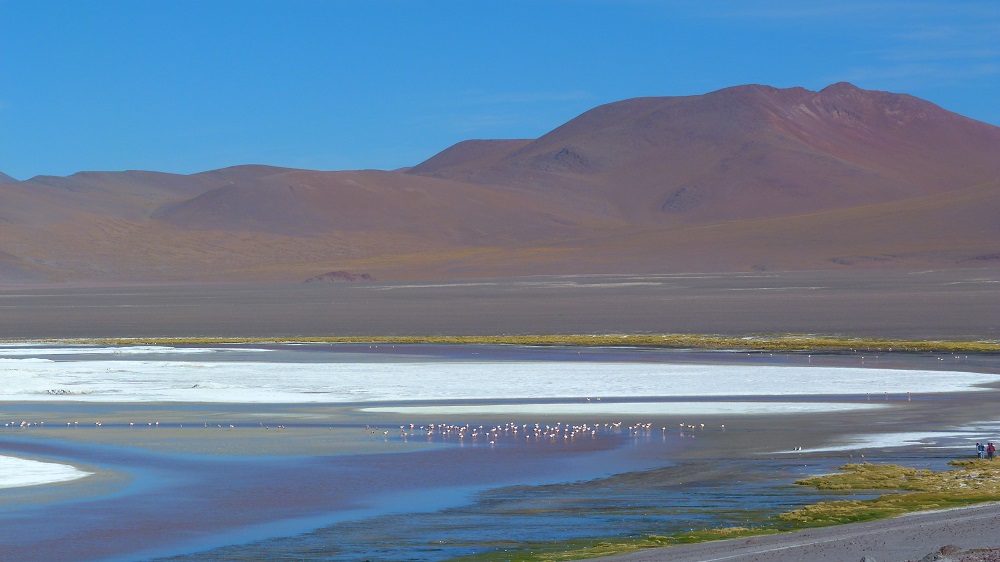 laguna colorada flamands