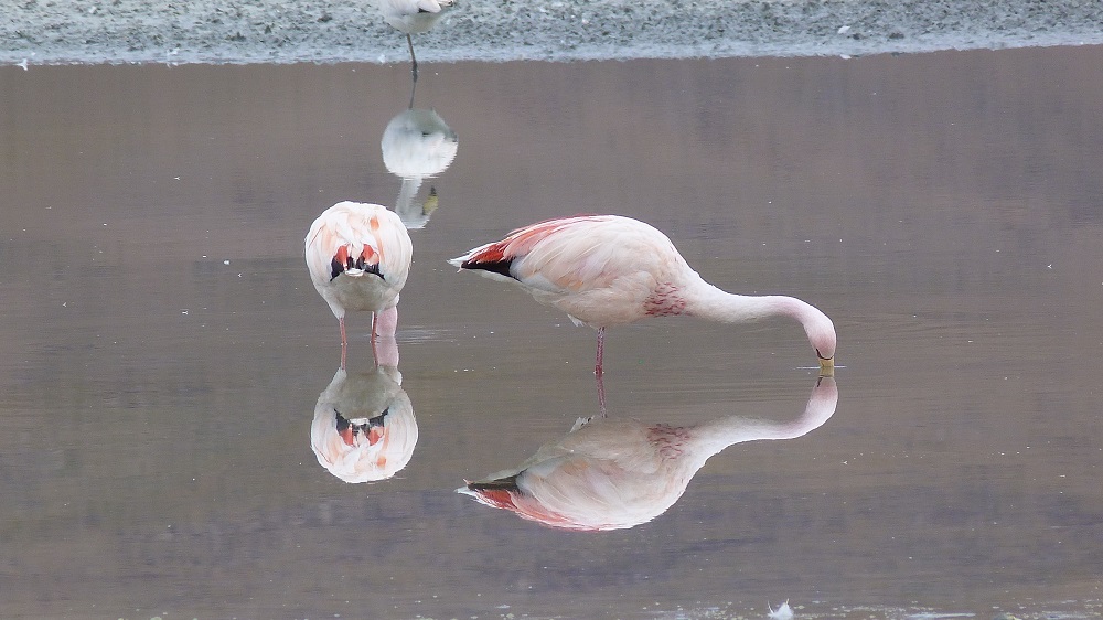 laguna honda flamands roses