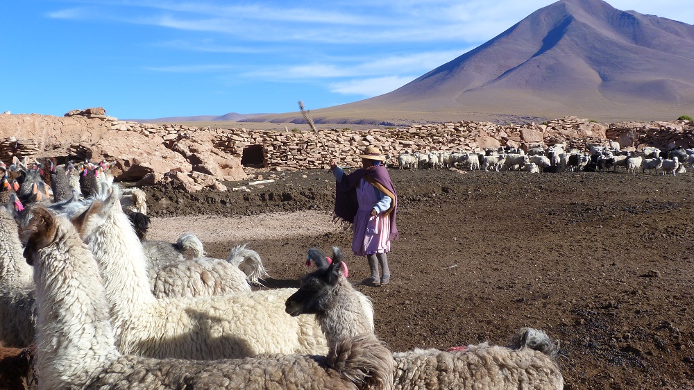 lamas bolivie lipez