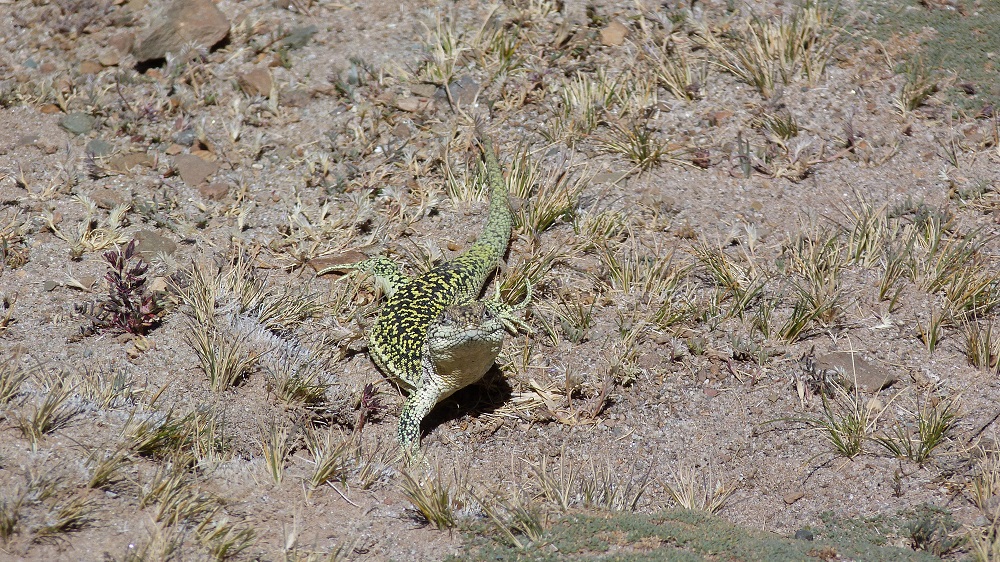 lezard lipez bolivie