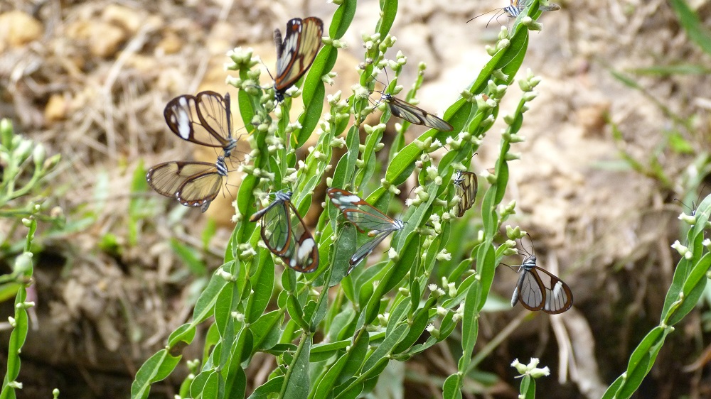 papillons transparents amboro