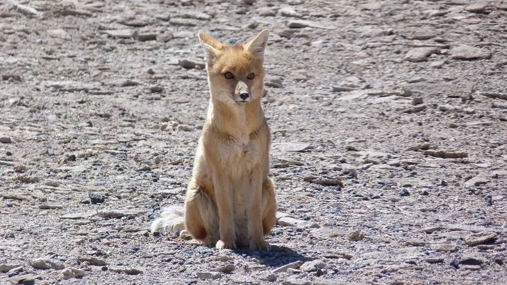 renard andes lipez bolivie