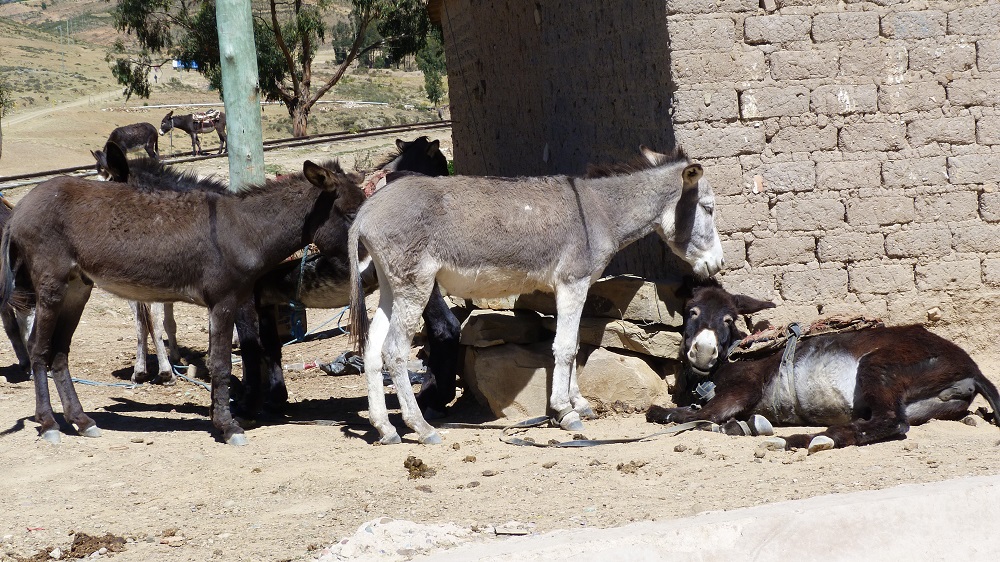 Tarabuco anes