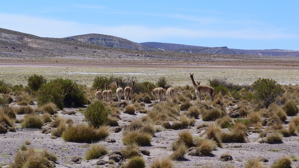 vicunas lipez bolivie