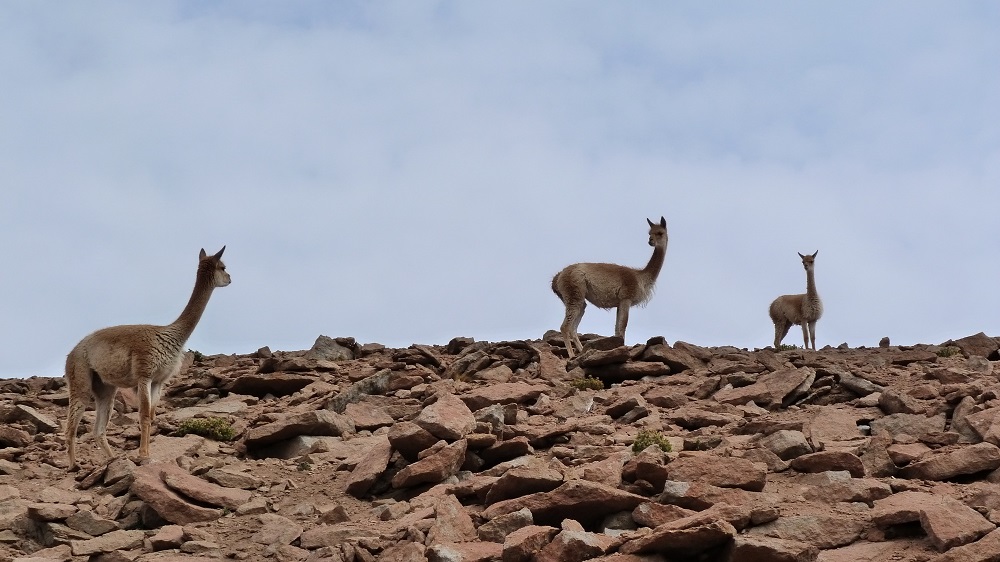 vicunas valle de rocas