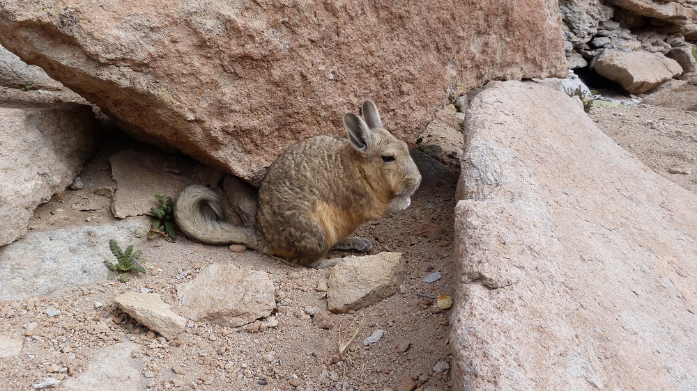 viscacha valle de rocas