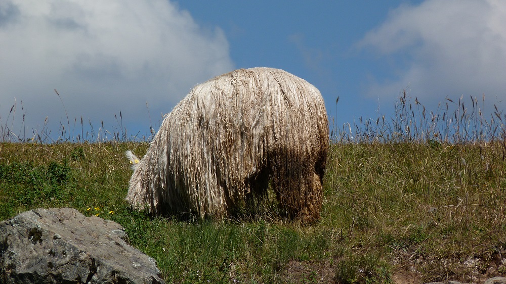 lama sacsaywaman