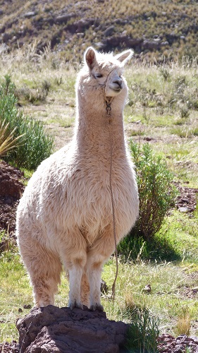 lama sillustani