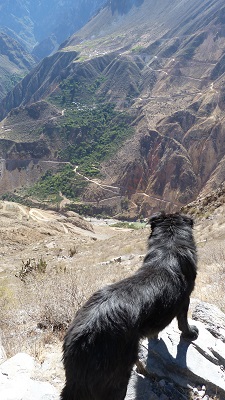 Chiens errants canyon de colca