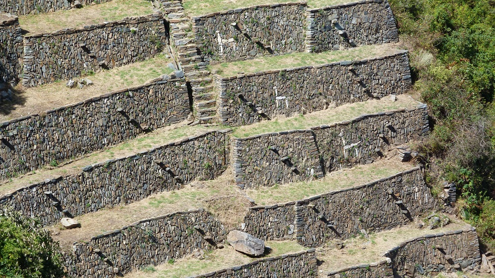 Choquequirao terrasses lamas