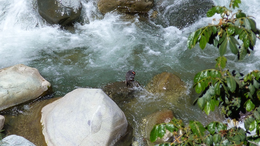 Colca river oiseau