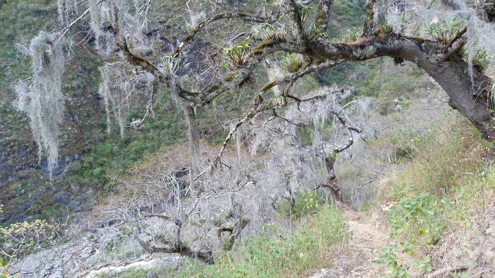 Rio Blanco arbres fantomes