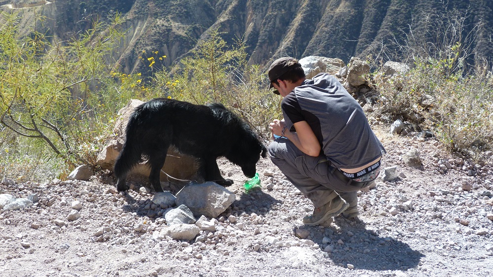 Sombro chien errant colca