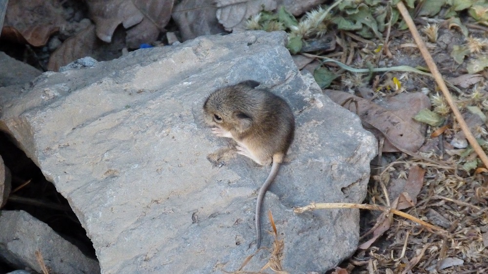 Souris canyon de colca