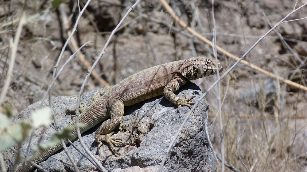 Varan canyon de colca