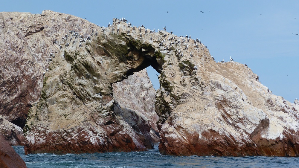 Colonie fous islas ballestas