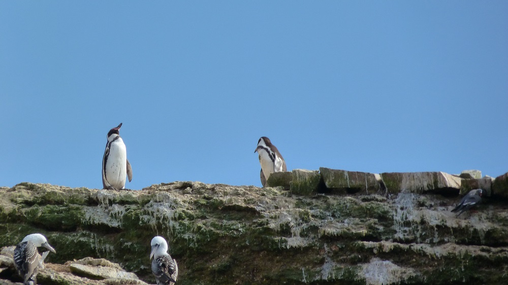 Islas Ballestas pingouins fous