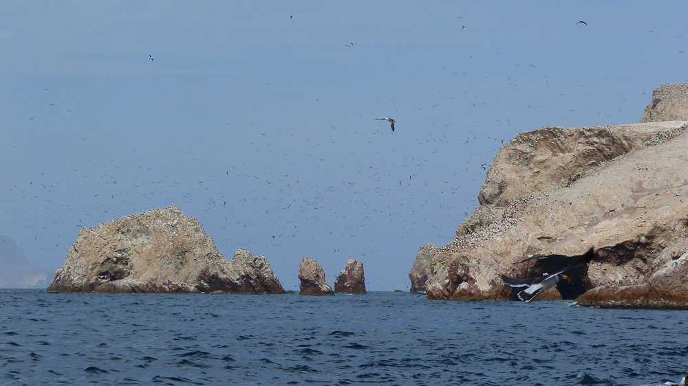 Nuage d'oiseaux islas ballestas