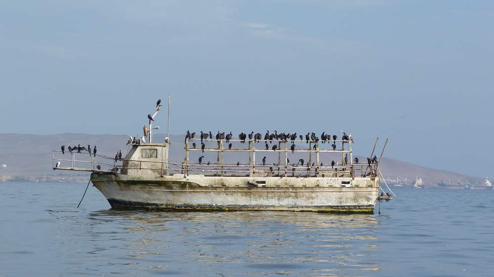 Paracas cormorans