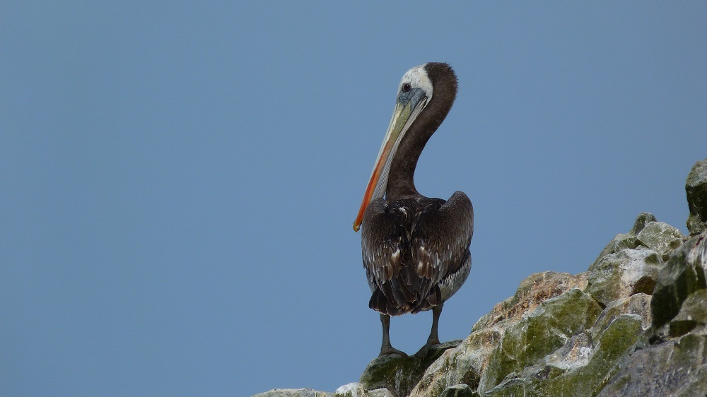 Pelican islas ballestas