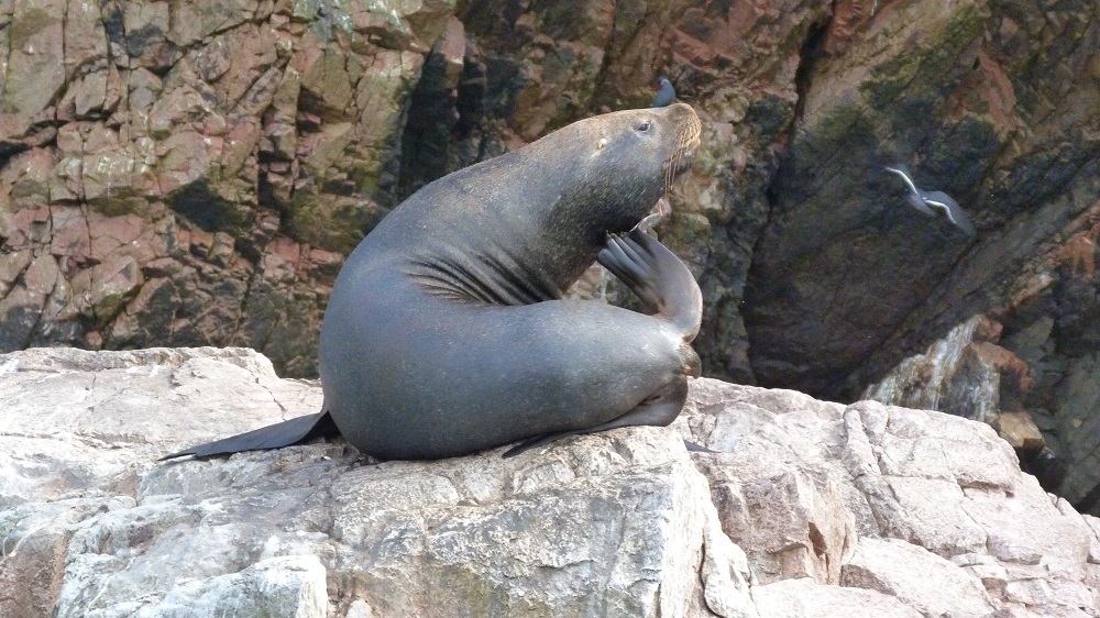 Phoque islas ballestas