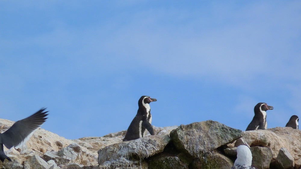 Pingouins promenade islas ballestas