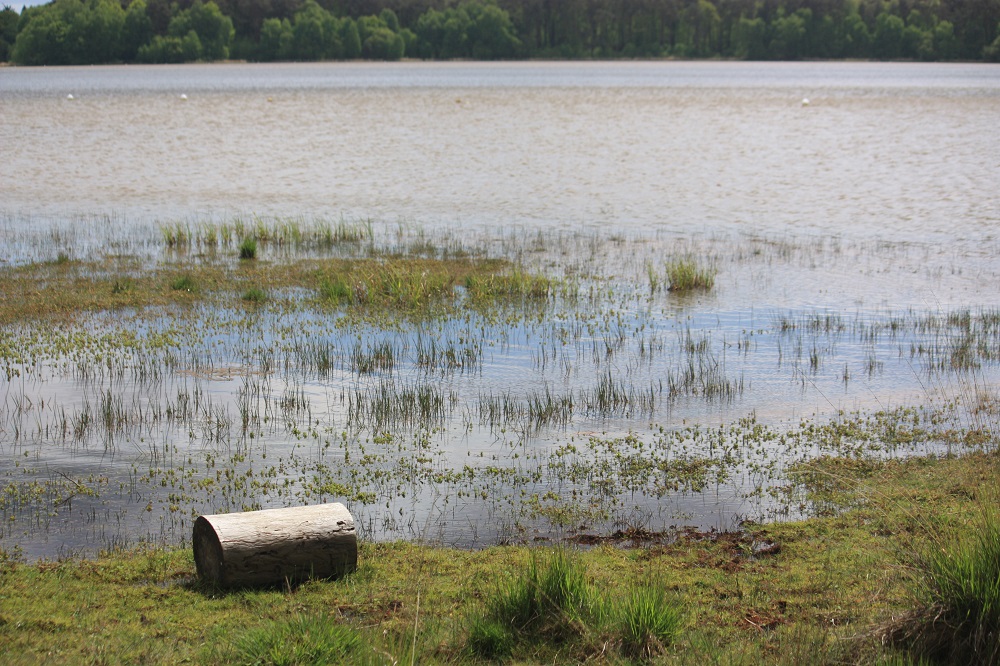 broceliande etang paimpont