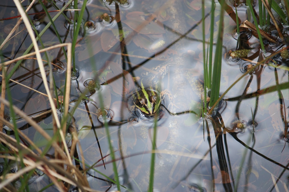 broceliande grenouille paimpont