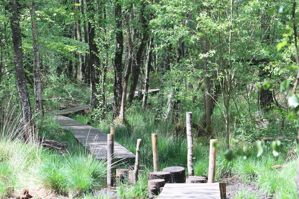 broceliande paimpont tourbiere