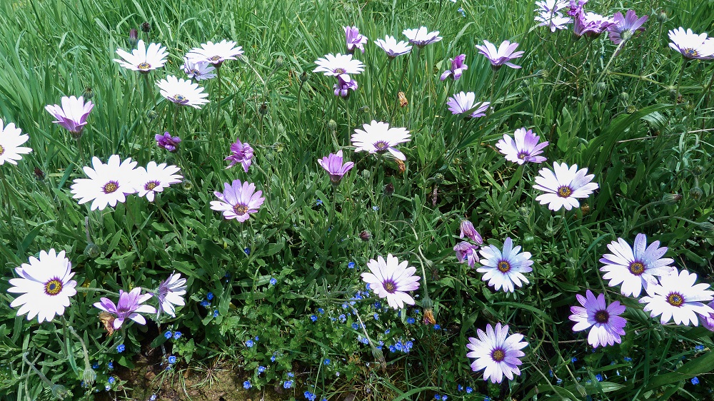 broceliande tante phonsine fleurs