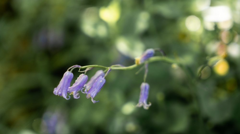 broceliande tombe merlin fleur