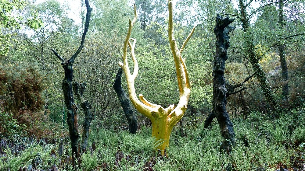 broceliande val sans retour arbre or